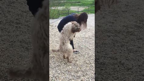 Dog humps naked woman hard and steady until she comes